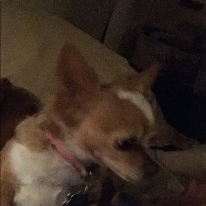 Meet your Posher, Mila